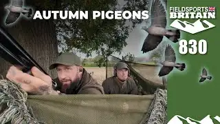 Fieldsports Britain – Autumn pigeons