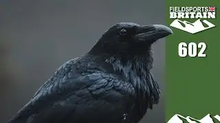 Fieldsports Britain – black is back