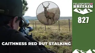 Fieldsports Britain – Caithness red rut stalking