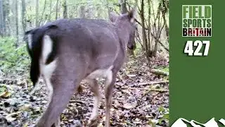Fieldsports Britain - Fallow Stalking Fun