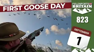 Fieldsports Britain – First day on the geese