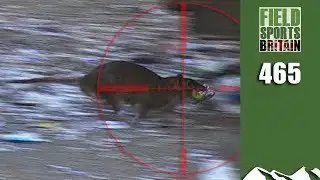 Fieldsports Britain - Hectic Daytime Rat Hunt