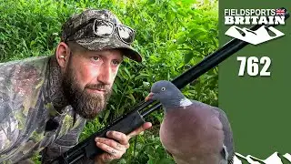 Fieldsports Britain – Pigeon shooting on the quiet