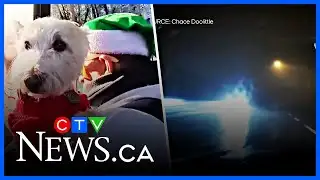 Final Five: Wrong way drivers and pup parade