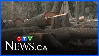 Final phase of dead tree removal at Stanley Park begins
