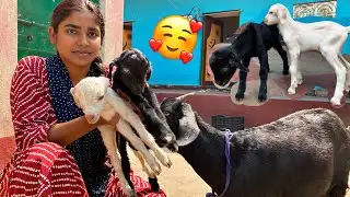 Finally Hamari Bakri Ny Bache De Diye 🥰🥰