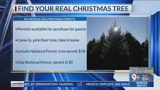 Find a real Christmas tree in NM forests