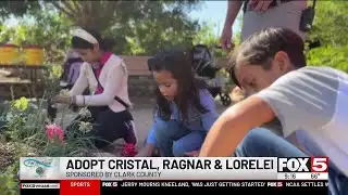 Find My Forever: Adopt Cristal, Ragnar and Lorelei