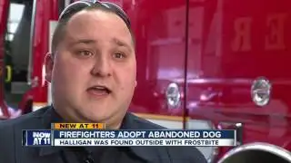 Firefighters adopt abandoned dog