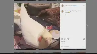 Firefighters help rescue beloved pet bird from tree