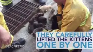 Firefighters Rescue 8 Kittens From Storm Drain