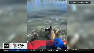 Firefighters rescue dog from icy water