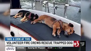 Firefighters rescue dog trapped in rock crevice