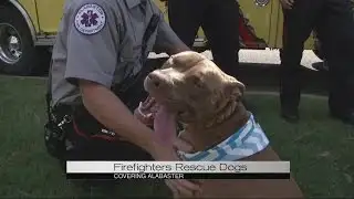 Firefighters rescue dogs