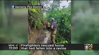 Firefighters Rescue Horse In Harmony