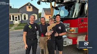 Firefighters rescue iguana from tree