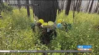 Firefighters Using Explosives To Knock Down Trees Damaged By Fork Fire