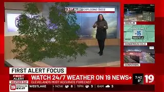 First Alert Focus: Exploding trees