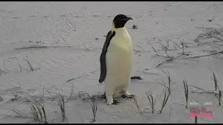 First emperor penguin known to reach Australia found on tourist beach