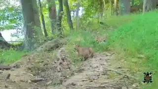 First verified bobcat sighting in Maryland!