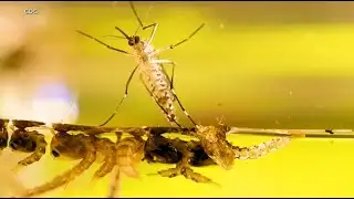 First West Nile Death in Mississippi