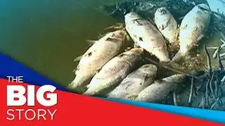 Fish kill affects Dagupan, Pangasinan