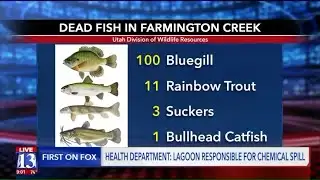 Fish Killed by Chemical Spill at Lagoon