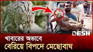 চিতাবাঘ ভেবে যা হলো মেছোবাঘের সঙ্গে! | Fishing Cat | News | Desh TV