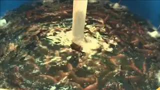 Five Yrs Later: Haiti