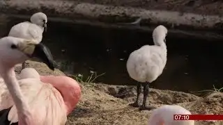 Flamingo adoption (UK) - BBC News - 10th August 2018