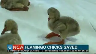 Flamingo chicks saved