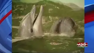 Flashback Friday: Rapid City marine life in 1993