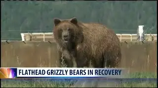 Flathead grizzly bears in recovery