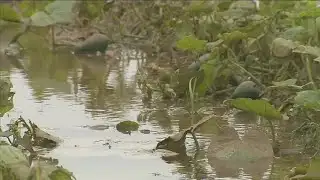 Flooding damages crops throughout South Florida
