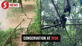 Flooding strands Gibbons, raising concerns over sanctuary safety