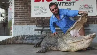 Florence hunters bag huge alligator