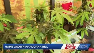 Florida bill could allow home-grown marijuana, raises questions for cannabis industry