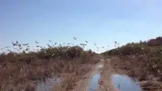 florida Birds coming to the Picayune Strand restoration - Oct 2014