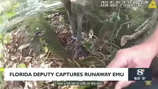 Florida Deputy Captures Runaway Emu