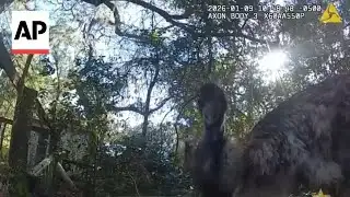 Florida deputy captures runaway emu and returns the bird home