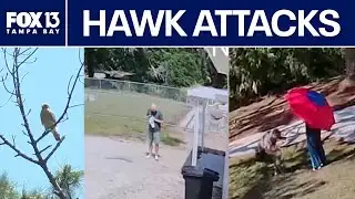 Florida family attacked by hawks nesting outside house