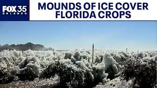 Florida farm drenched in ice amid freezing temperatures