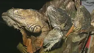 Florida freeze causes iguanas to fall from trees