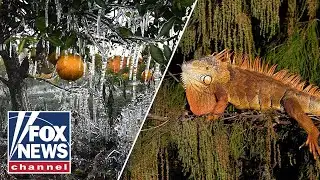 Florida helps remove more than 2,000 