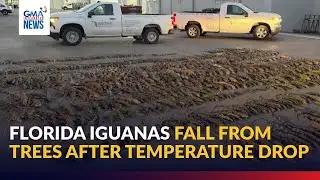 Florida iguanas fall from trees after temperature drop | GMA Integrated News
