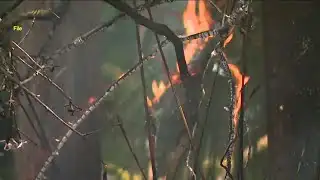 Florida looking to mitigate expected wildfire risk