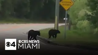Florida’s bear hunt underway despite concerns from critics