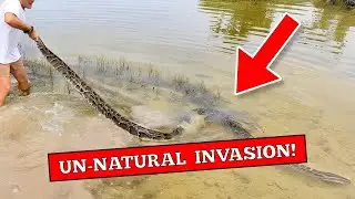 Florida’s INVASIVE Snake Problem Just Got WORSE in 2026!