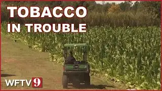 Florida’s only cigar tobacco farm could be wiped out