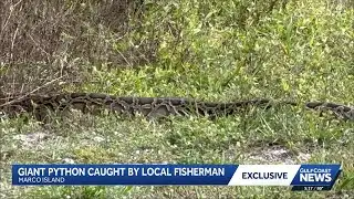 Florida school pick up turns into python sighting on Marco Island